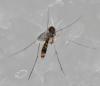 Rymosia fasciata